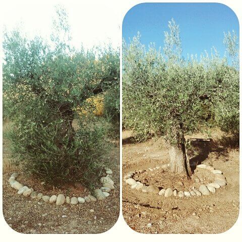 Poda de olivos epoca
