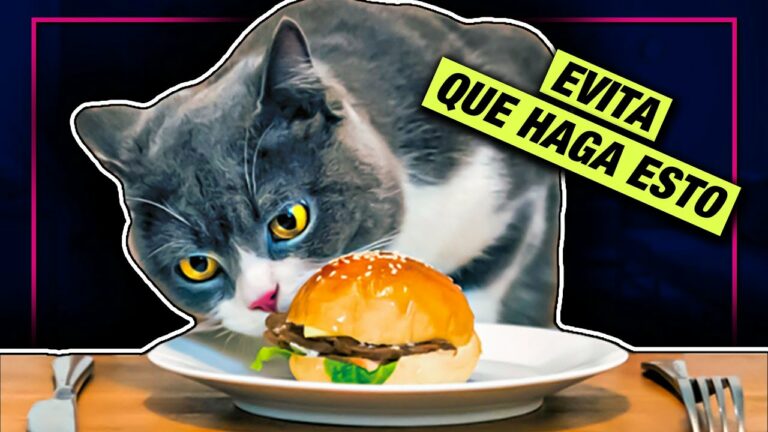 Como evitar que mi gato se suba a la mesa