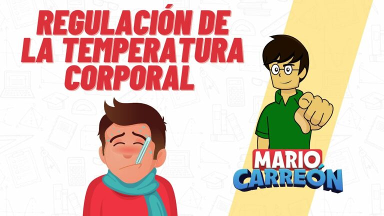 Como regular la temperatura corporal