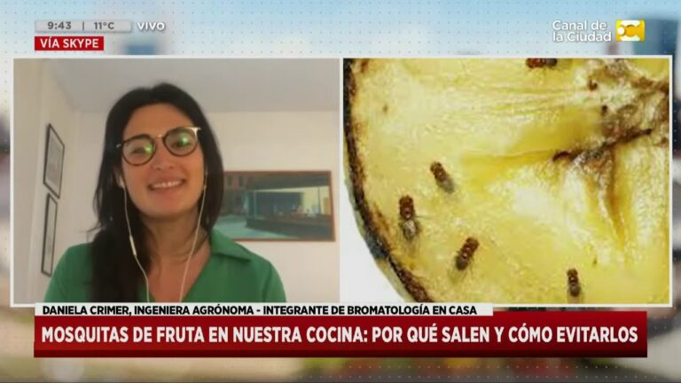 Como quitar mosquitas de la cocina