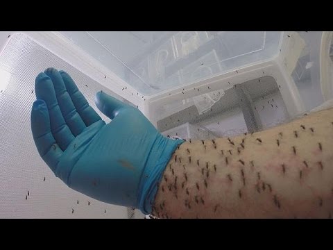 Como atraer mosquitos para matarlos