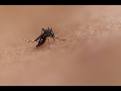 Como eliminar mosquitos de una habitación